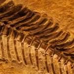 Fossil found in Los Angeles.