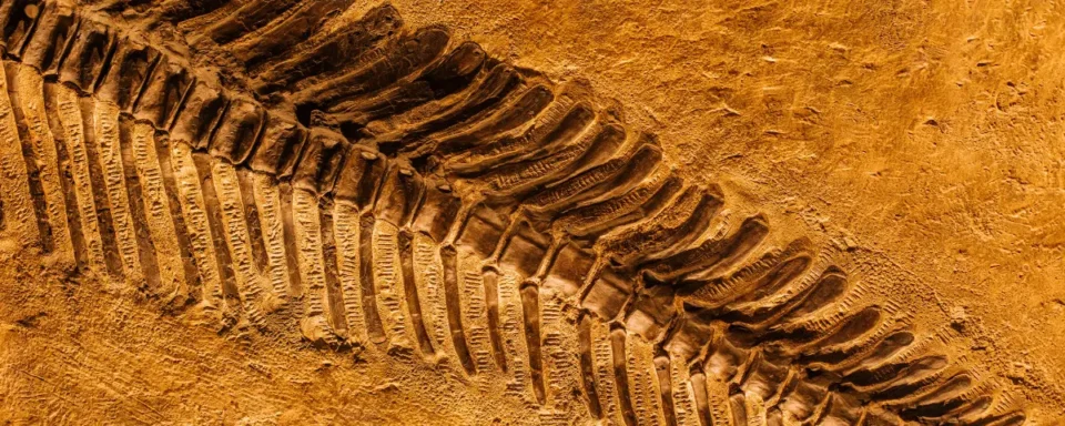 Fossil found in Los Angeles.