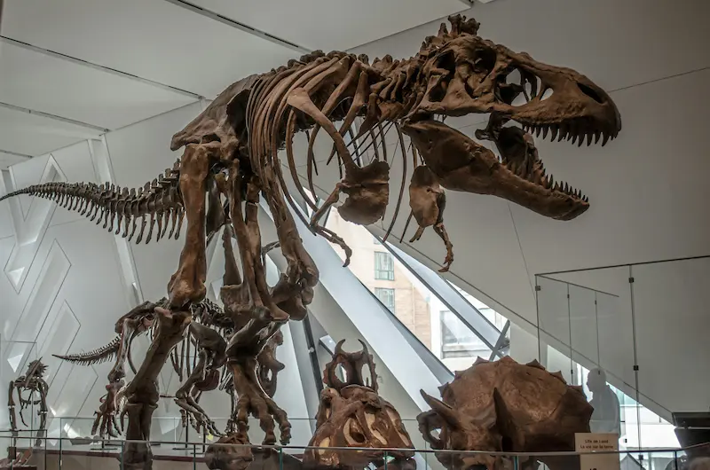 Tyrannosaurus rex fossil in Royal Ontario Museum, Queens Park, Toronto, ON, Canada