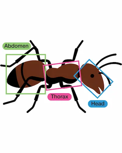  Illustration of an ant with the head, thorax, and abdomen labeled.
