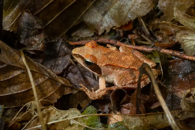 Alaskan wood frog sitting on a pile of leaves.
