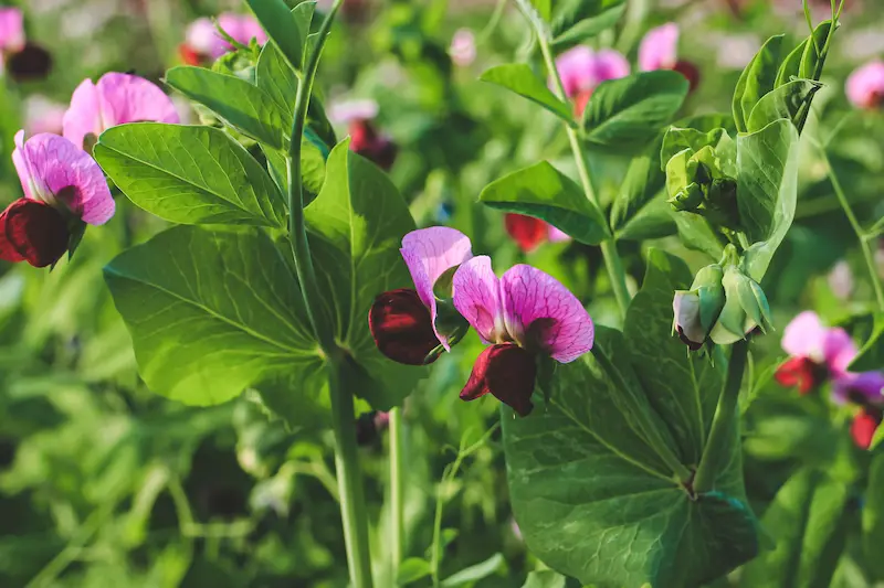 Two pea plants in a garden blooming with magenta flowers.
