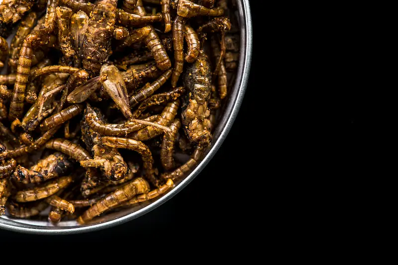 Bowl of fried insects in front of a black background.