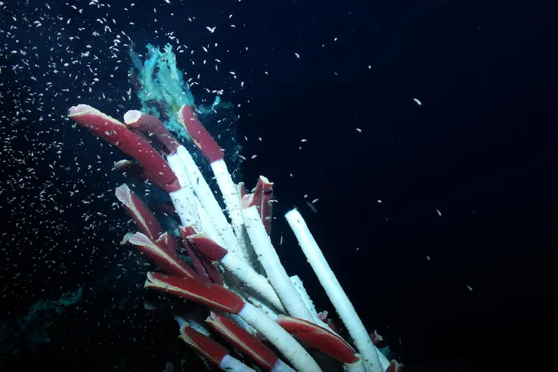 Group of large red and white tubeworms deep underwater next to a hydrothermal vent.
