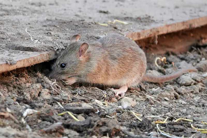 Common brown rat foraging in the dirt next to a wood plank.