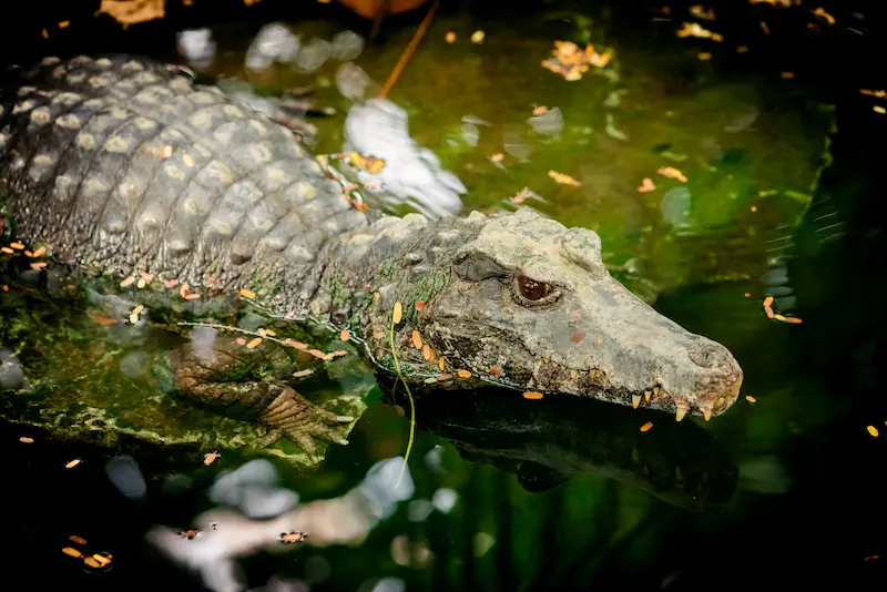 Small crocodile swimming in a swamp with murky water.