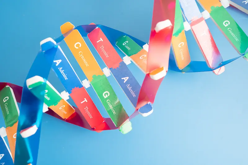 A colorful model of DNA showing how adenine, thymine, guanine, and cytosine connect to form DNA.