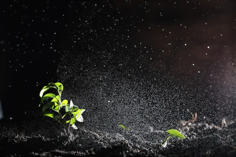 A small green sprout of a plant in front of a black background.