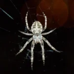 Photograph of a white spider on a spiderweb with a black background.