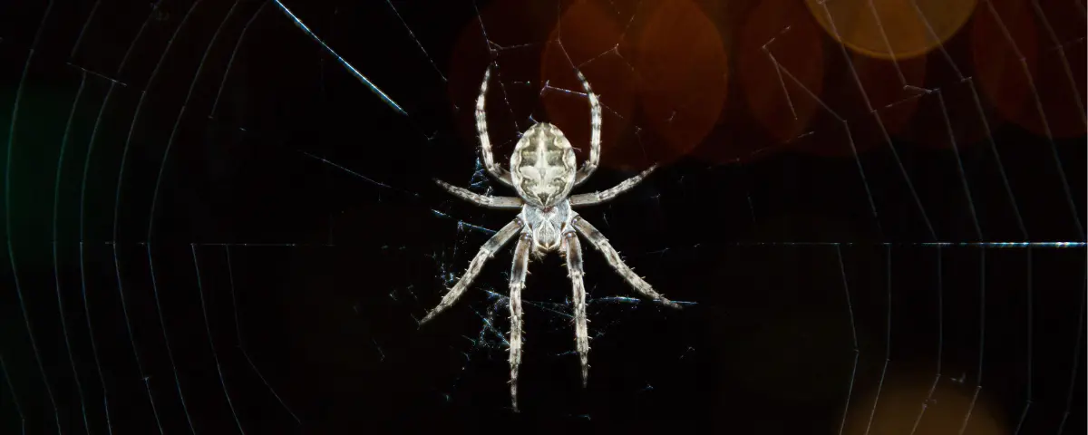 Photograph of a white spider on a spiderweb with a black background.