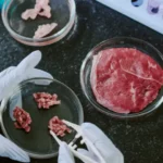 Pieces of lab-grown meat in petri dishes in a laboratory setting.