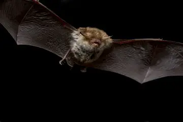 Bat flying through a dark cave using echolocation.