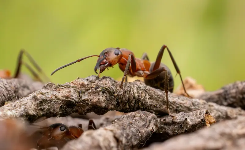 Close-up of an ant perched on a fallen tree branch.