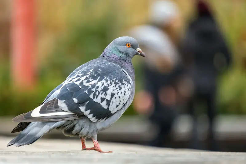 Close-up of a gray pigeon on a city street.
