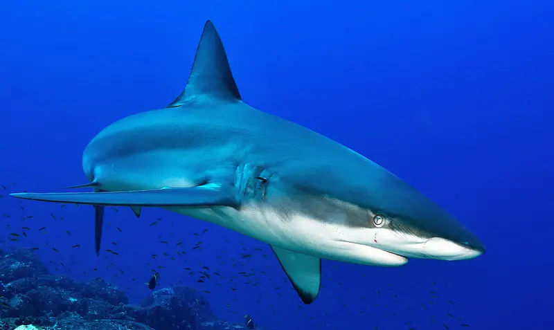 Shark swimming underwater in the ocean.