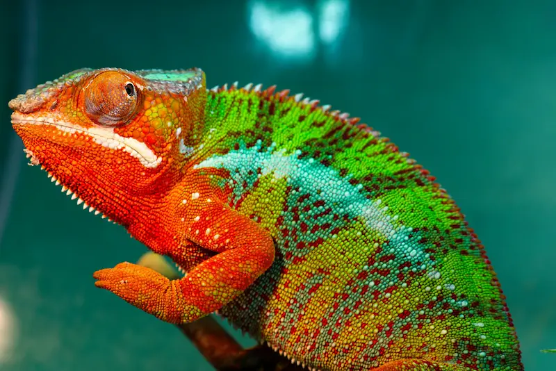 Colorful chameleon perched on a branch.