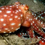 Orange octopus with white spots on the ocean floor.