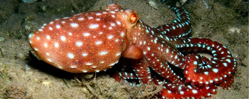 Orange octopus with white spots on the ocean floor.
