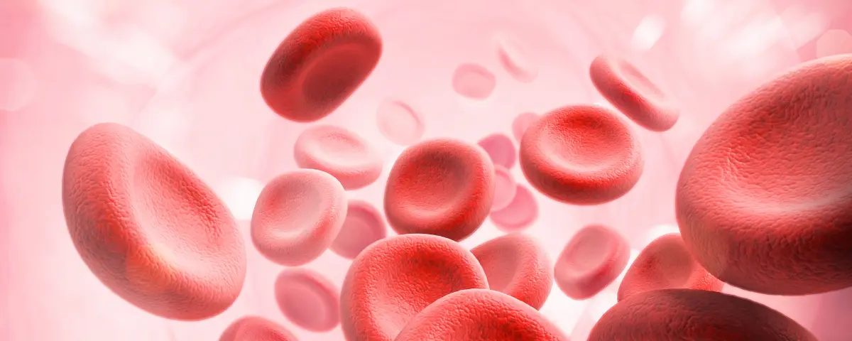 Red blood cells flowing through a vein.